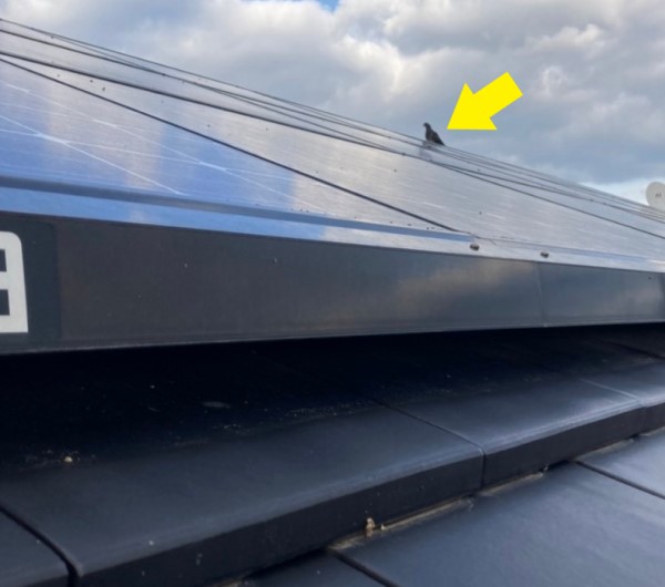 屋根の上に乗ってこちらを見ている鳩　巣作り検討中？